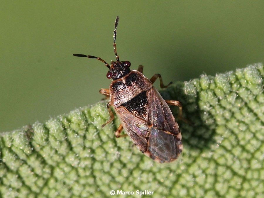 Lygaeidae:  Platyplax salviae